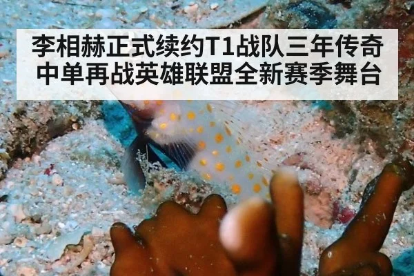 李相赫正式续约T1战队三年传奇中单再战英雄联盟全新赛季舞台